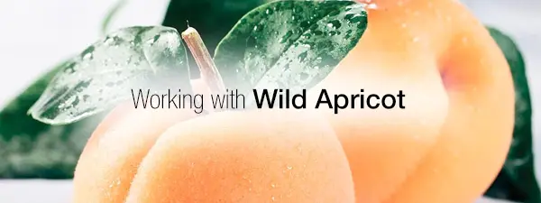 Working with Wild Apricot